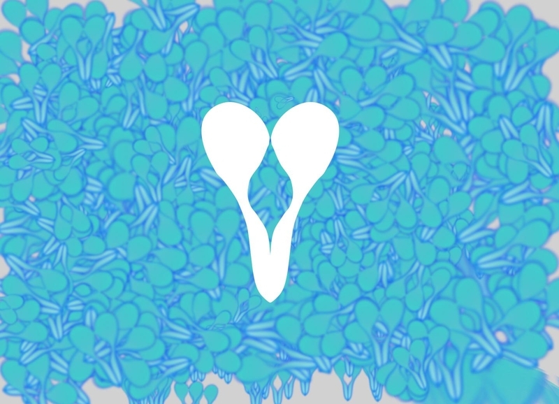  djeleas corgone c_02_e_fd_00_001 