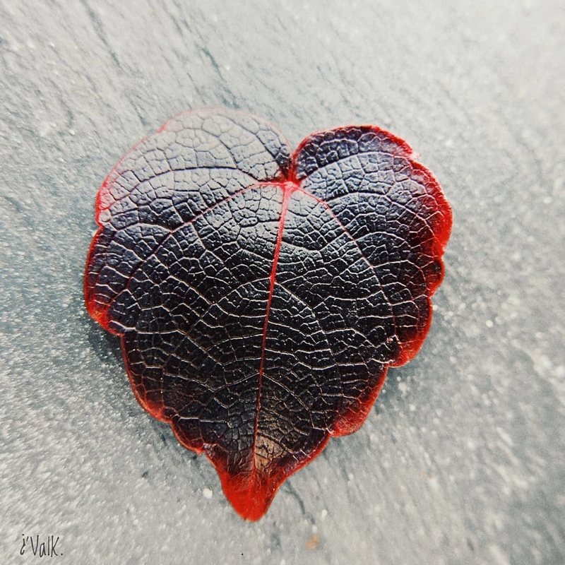  auteur autre 50563661622_2d3def6a80_b 