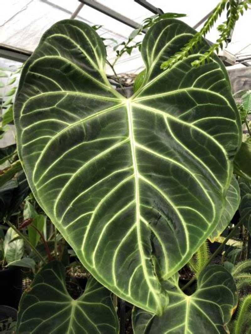  auteur autre th-1902295422 