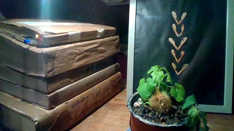  djeleas corgone 2025-04-17-021933-1 