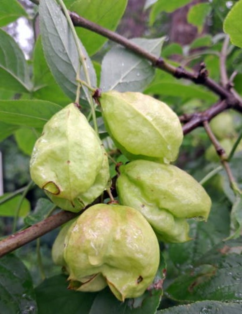  auteur autre staphylea_01 