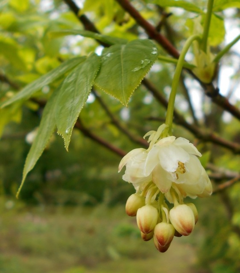  auteur autre staphylea_07 