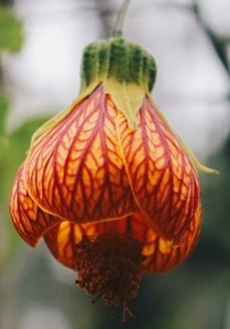  auteur autre abutilon_striatum_00 