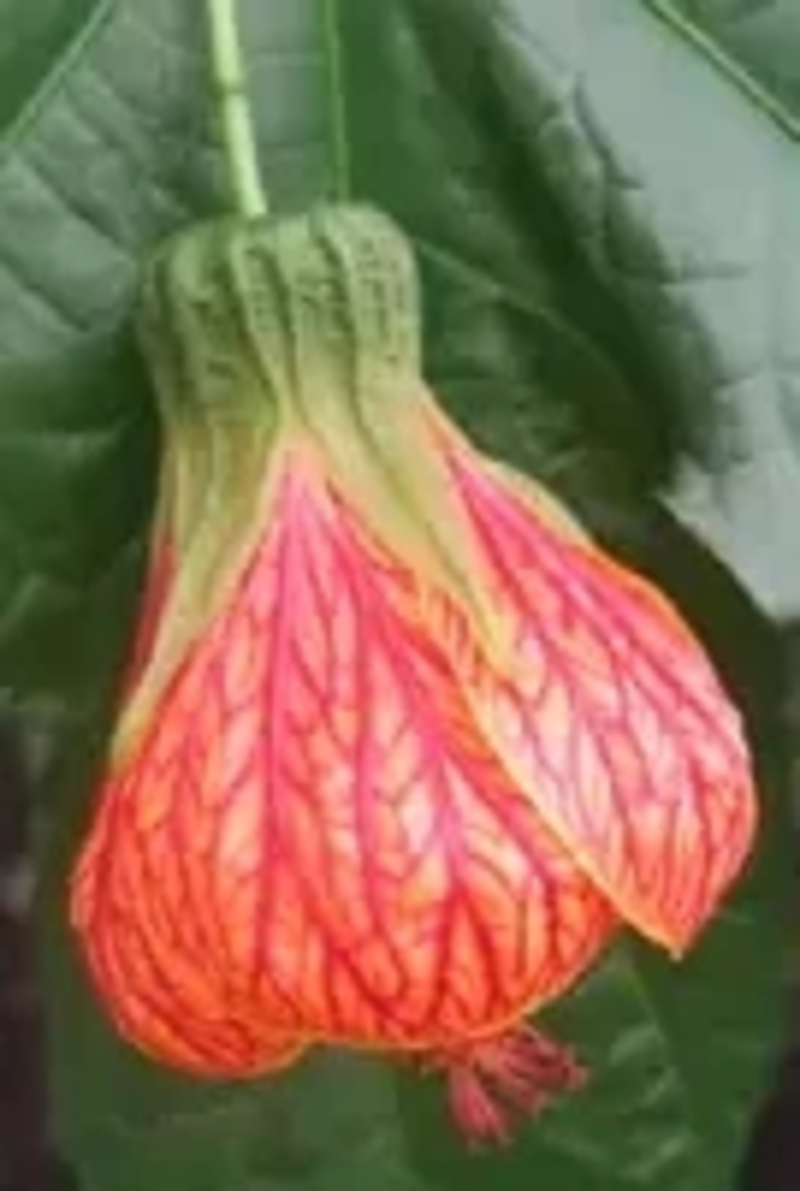  auteur autre abutilon_striatum_02 