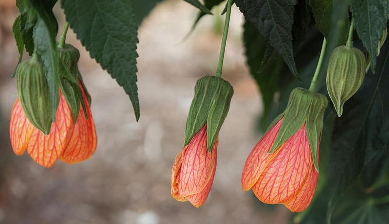  auteur autre abutilon_striatum_04 