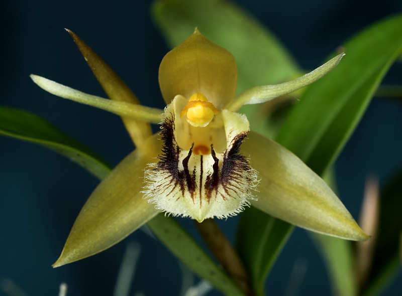  auteur autre coelogynes_01 