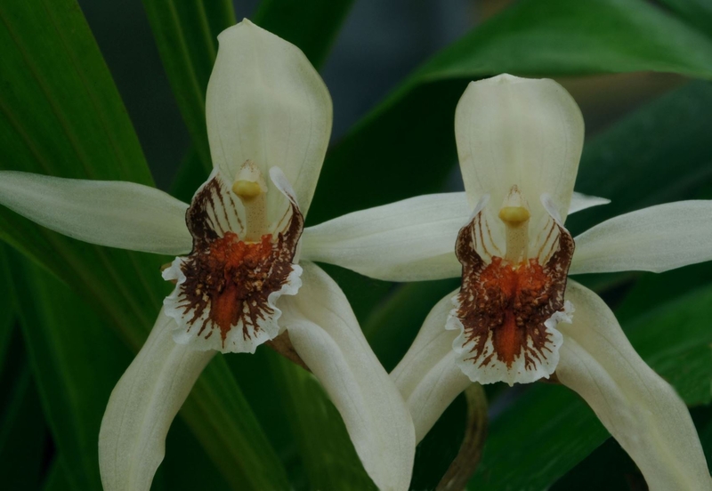  auteur autre coelogynes_02 