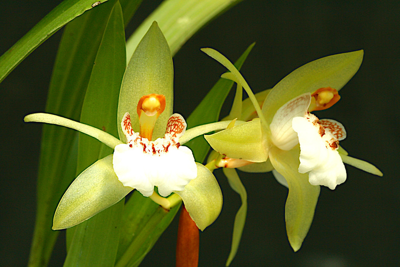  auteur autre coelogynes_03 