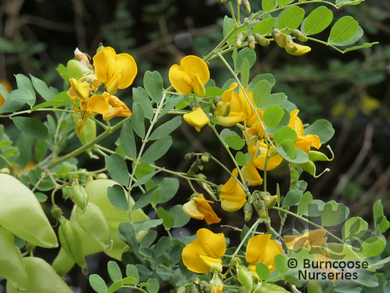  auteur autre colutea_arborescens_03 