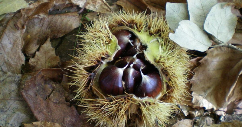  auteur autre chataigne_1 