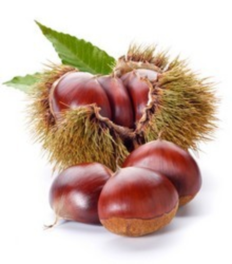  auteur autre chestnut_01 