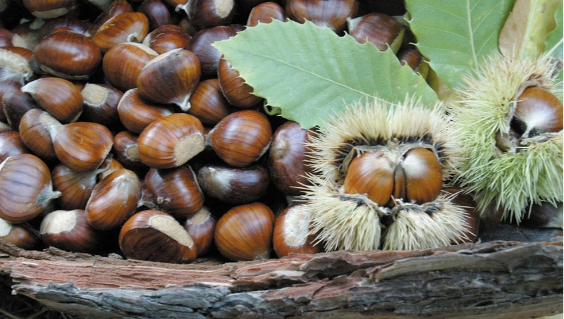  auteur autre chestnut_02 