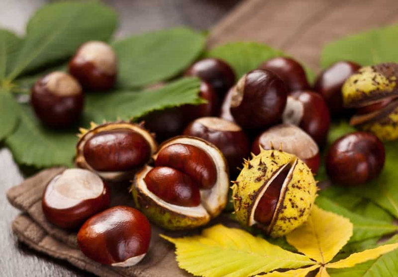  auteur autre chestnut_03 