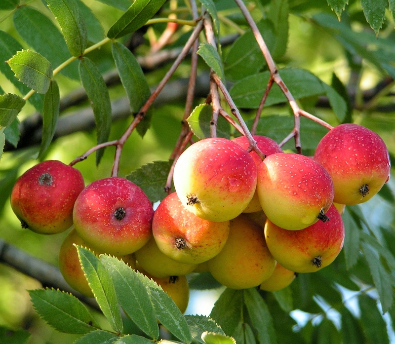  auteur autre surbus_domestica_03 