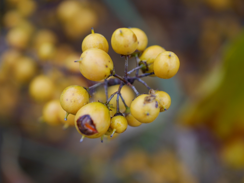  auteur autre surbus_domestica_07 