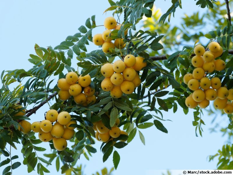  auteur autre surbus_domestica_08 