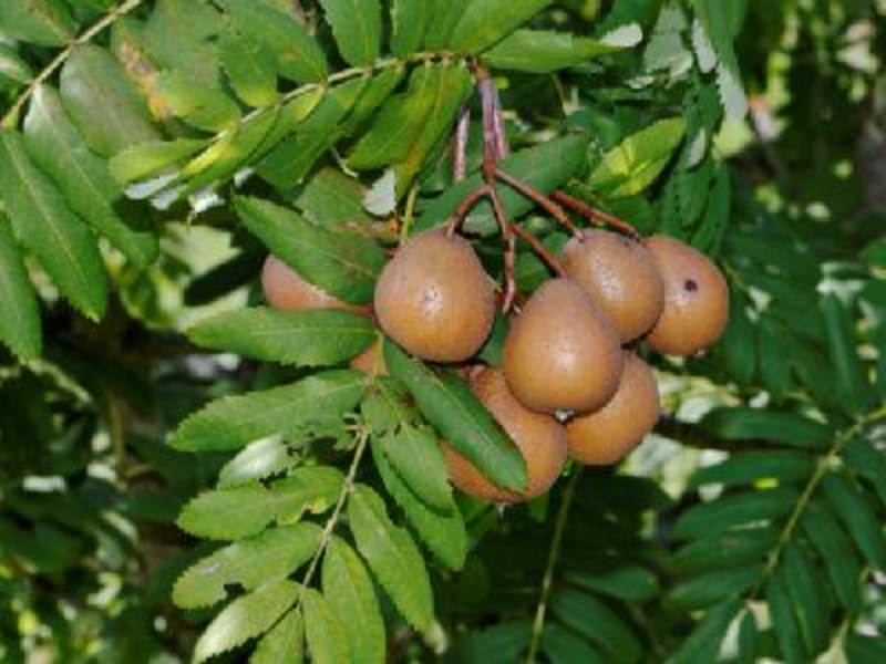  auteur autre surbus_domestica_09 