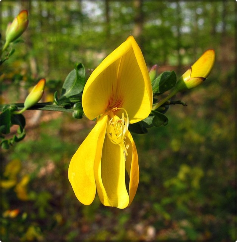  auteur autre cytisus_scoparius_03 