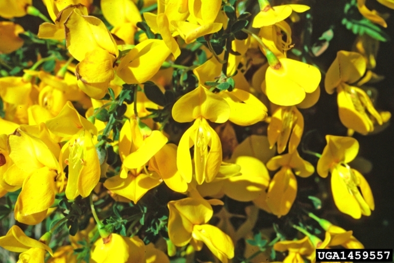  auteur autre cytisus_scoparius_05 