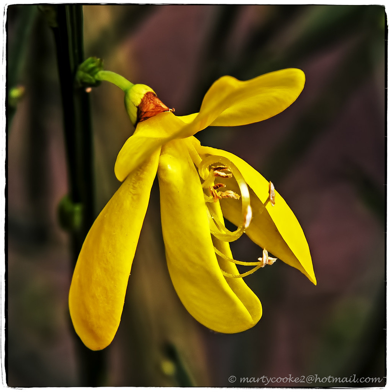  auteur autre cytisus_scoparius_06 