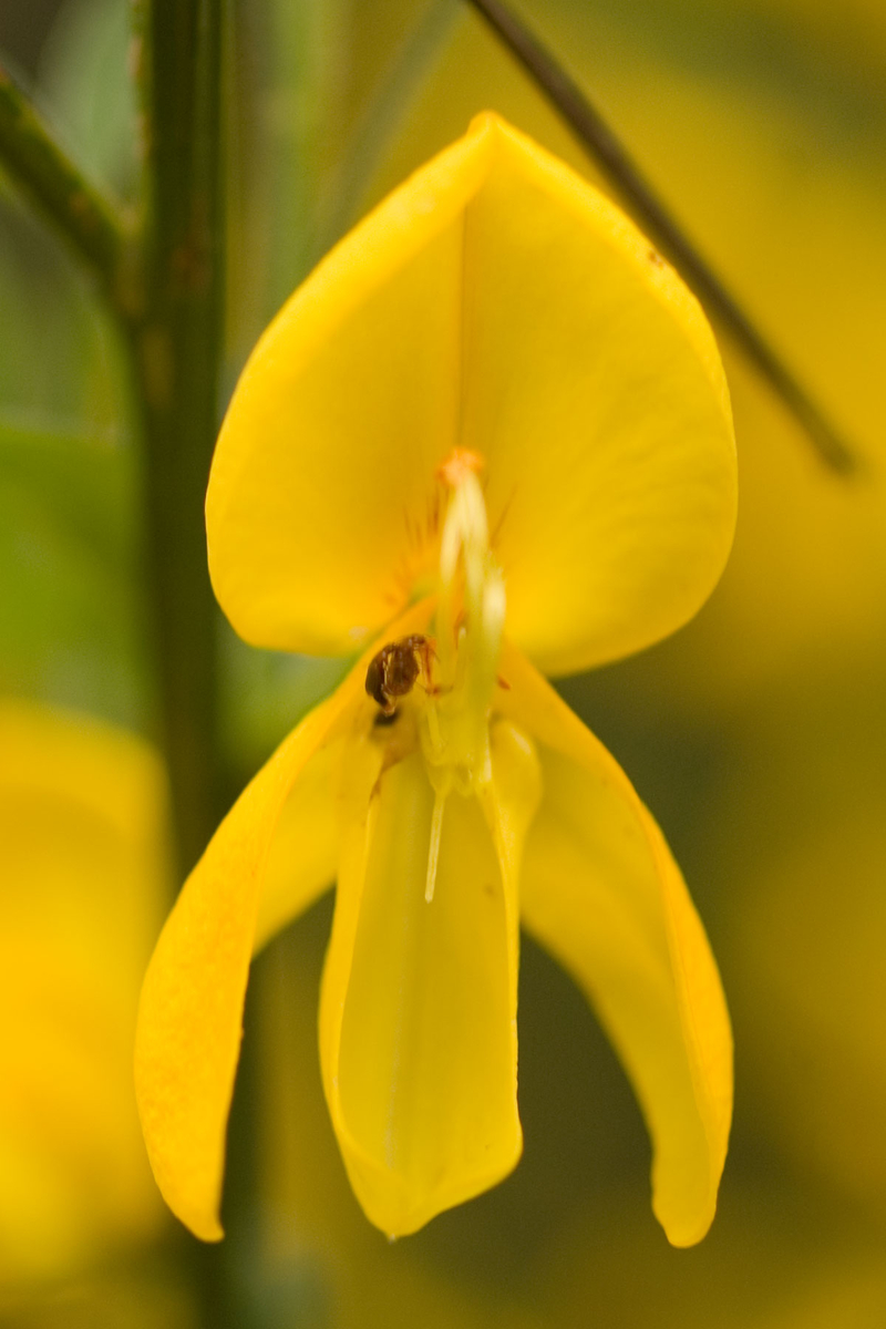  auteur autre cytisus_scoparius_07 