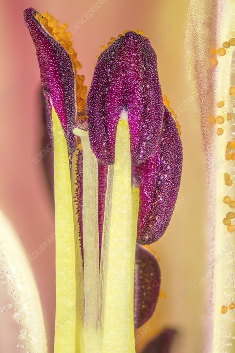  auteur autre anther_00 