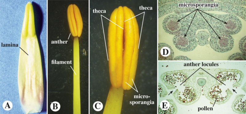  auteur autre anther_04 