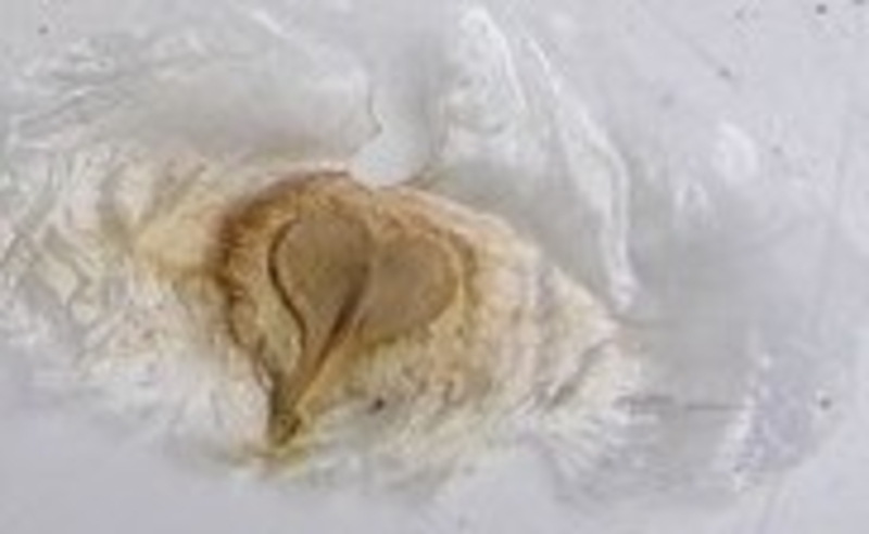  auteur autre spathodeae_02 