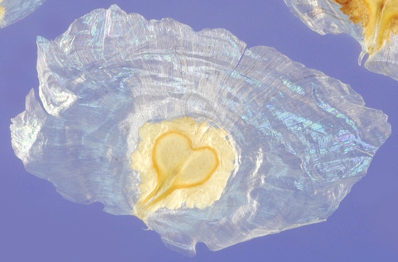  auteur autre spathodeae_07 