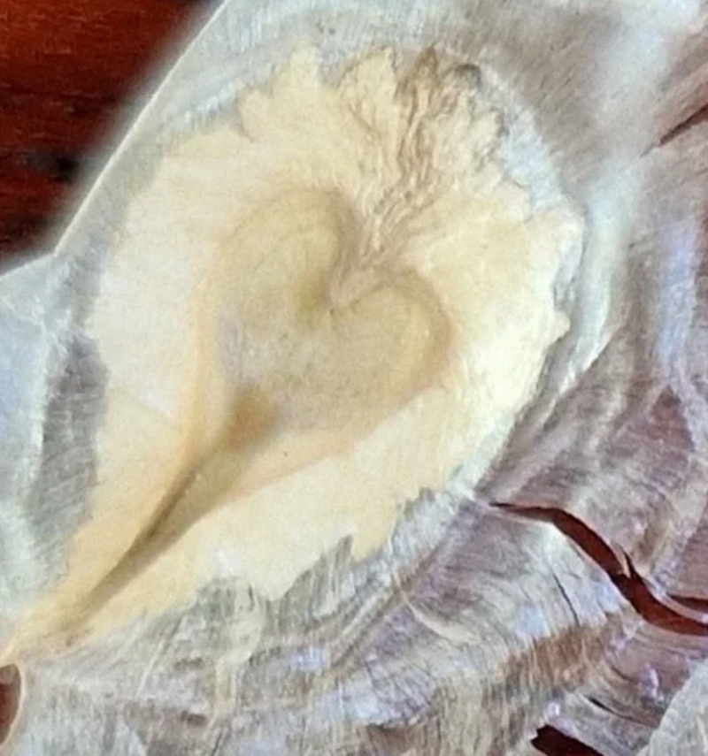  auteur autre spathodeae_11 