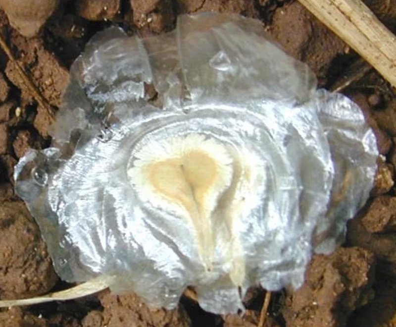  auteur autre spathodeae_12 