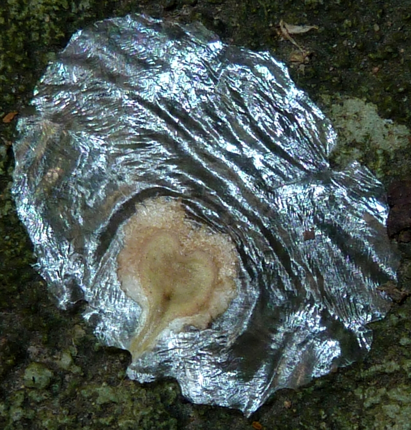  auteur autre spathodeae_13 