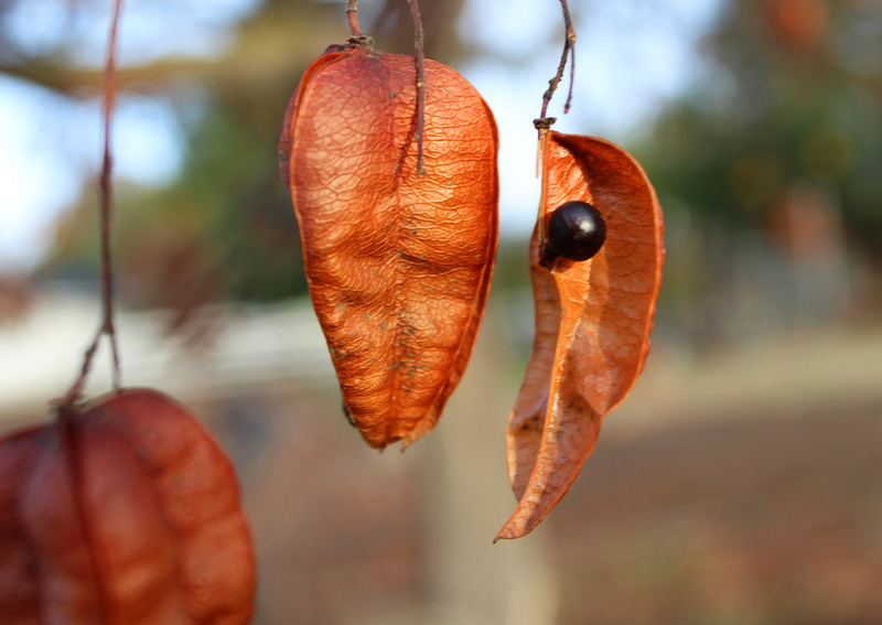  auteur autre koelreuteria_01 