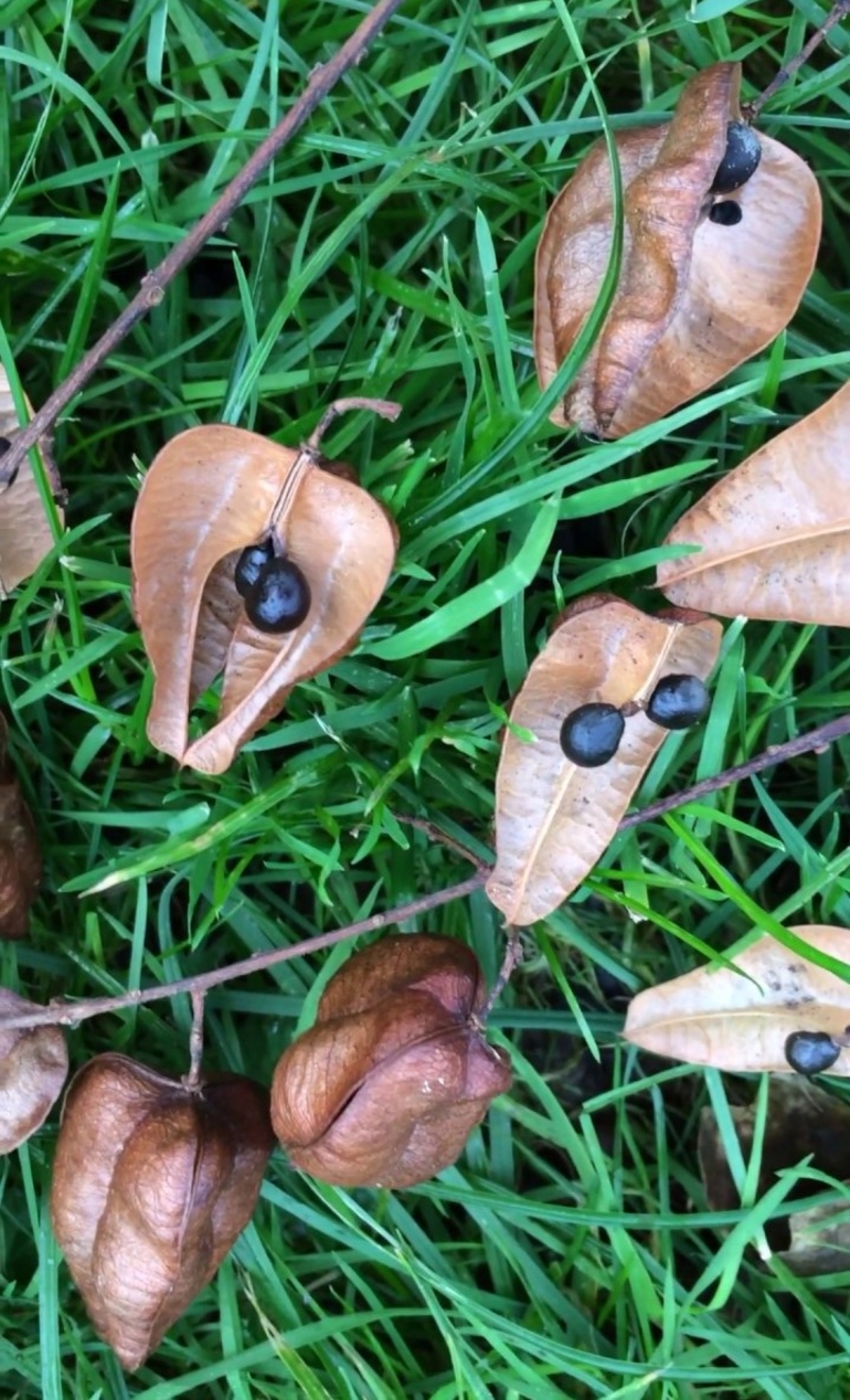  auteur autre koelreuteria_02 