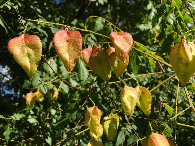  auteur autre koelreuteria_04 