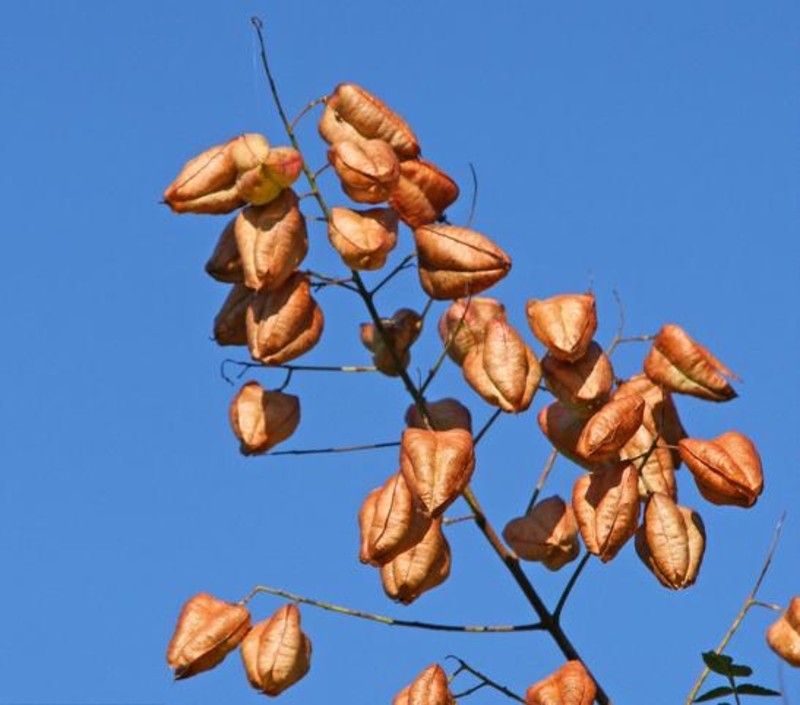  auteur autre koelreuteria_07 