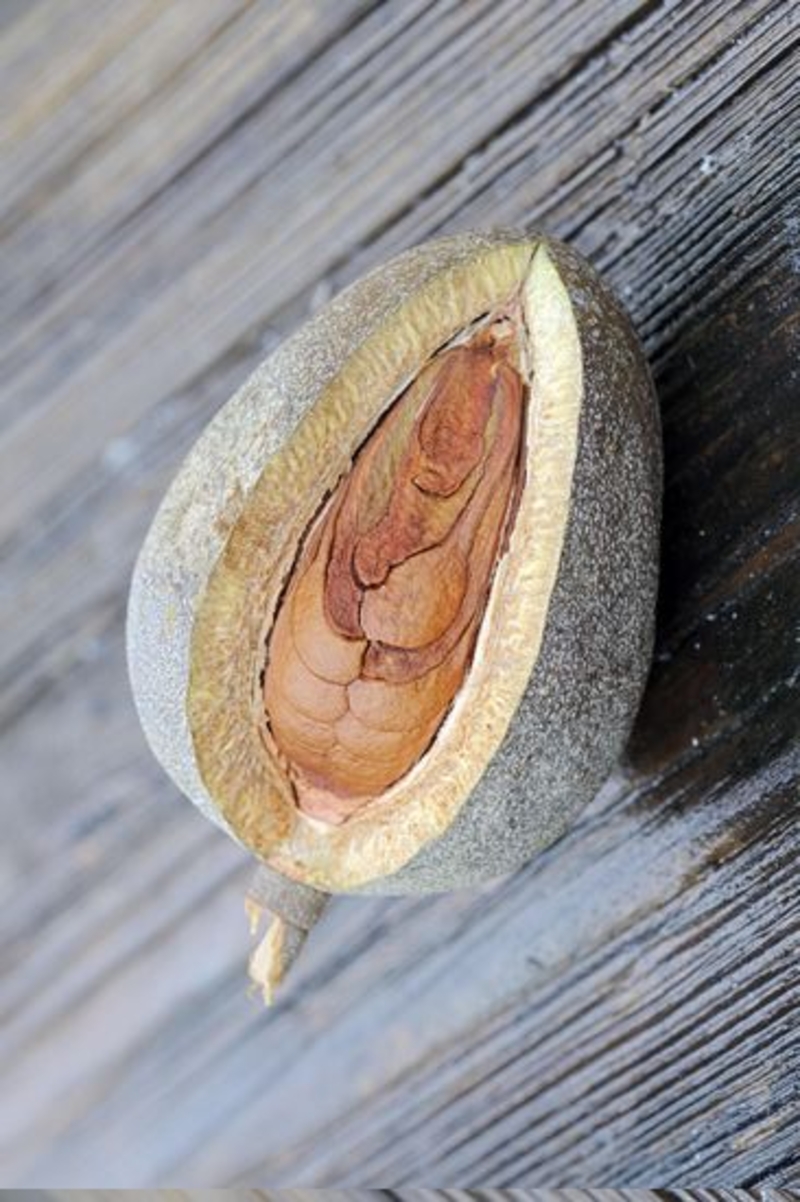  auteur autre swietenia_04 