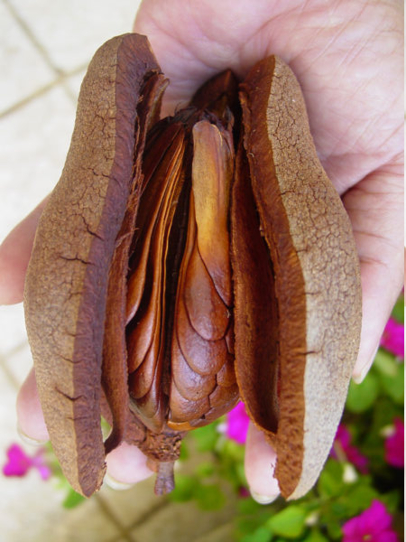  auteur autre swietenia_06 