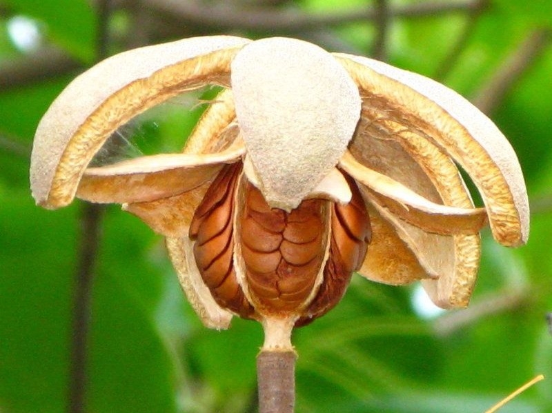  auteur autre swietenia_10 