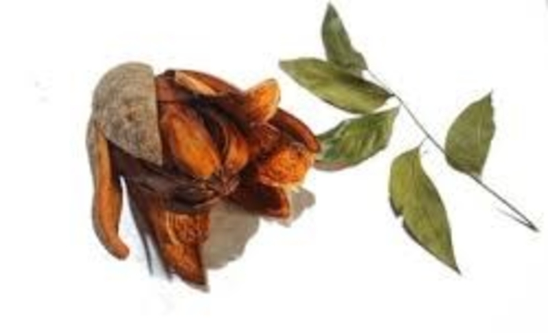  auteur autre swietenia_11 