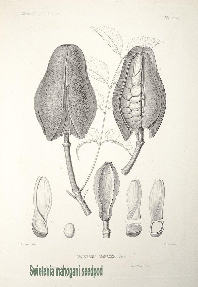  auteur autre swietenia_15 