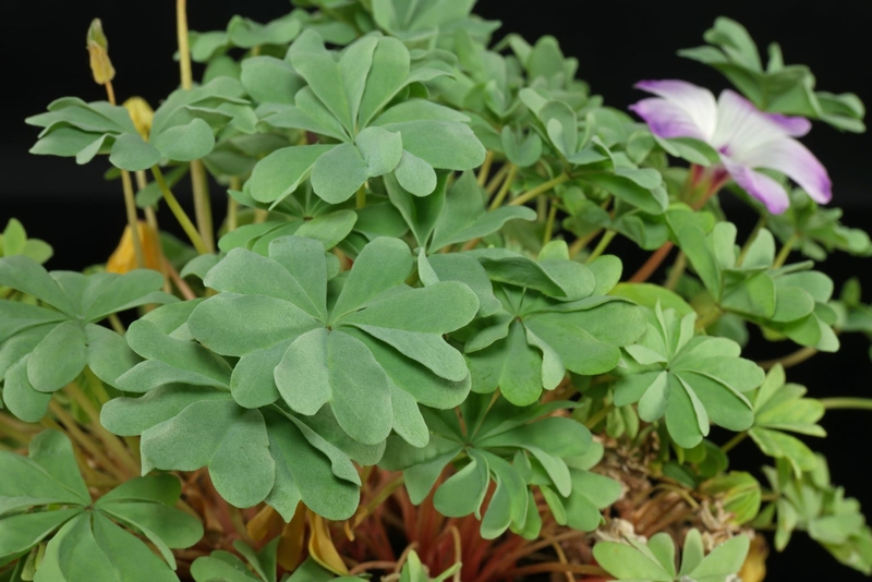  auteur autre oxalis_00 