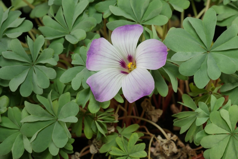  auteur autre oxalis_01 