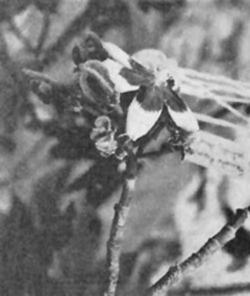  auteur autre trilochiton_01 