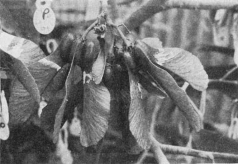  auteur autre trilochiton_02 