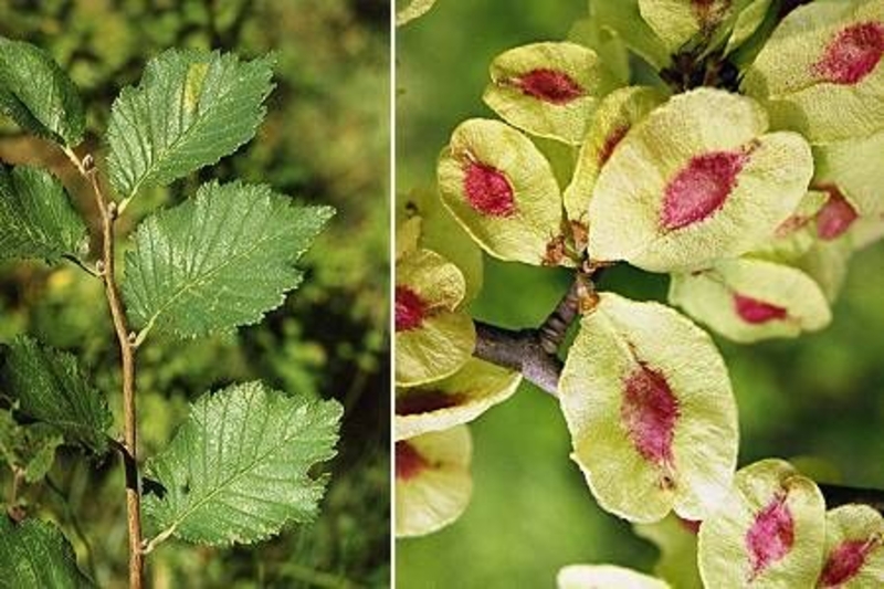  auteur autre ulmus_00 