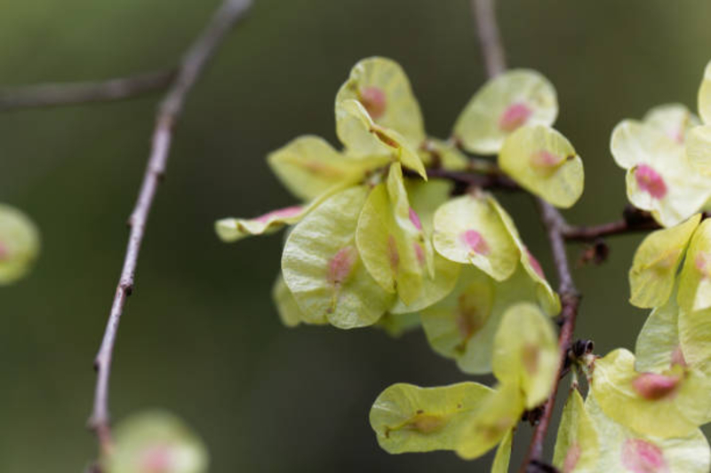  auteur autre ulmus_02 