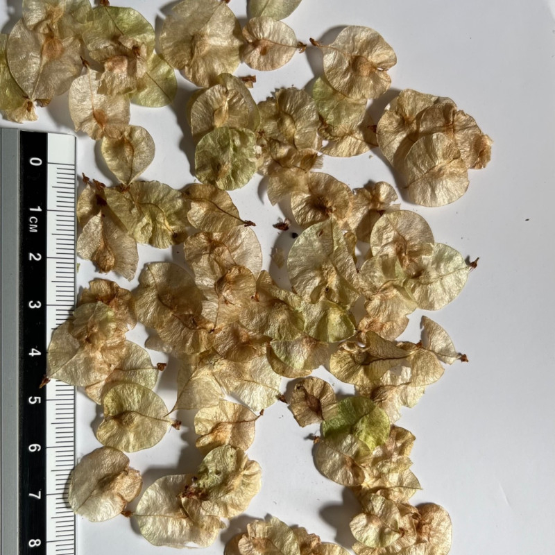  auteur autre ulmus_03 