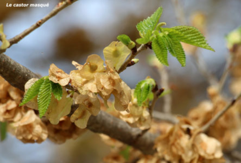  auteur autre ulmus_05 