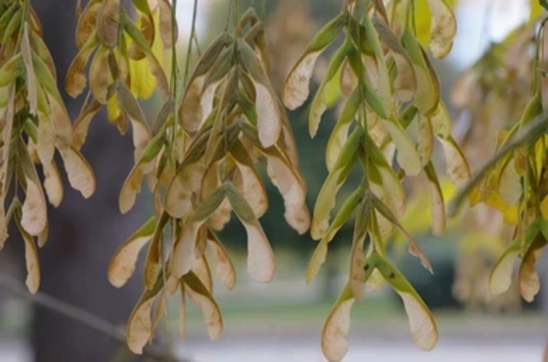  auteur autre acer_nugundo_01 